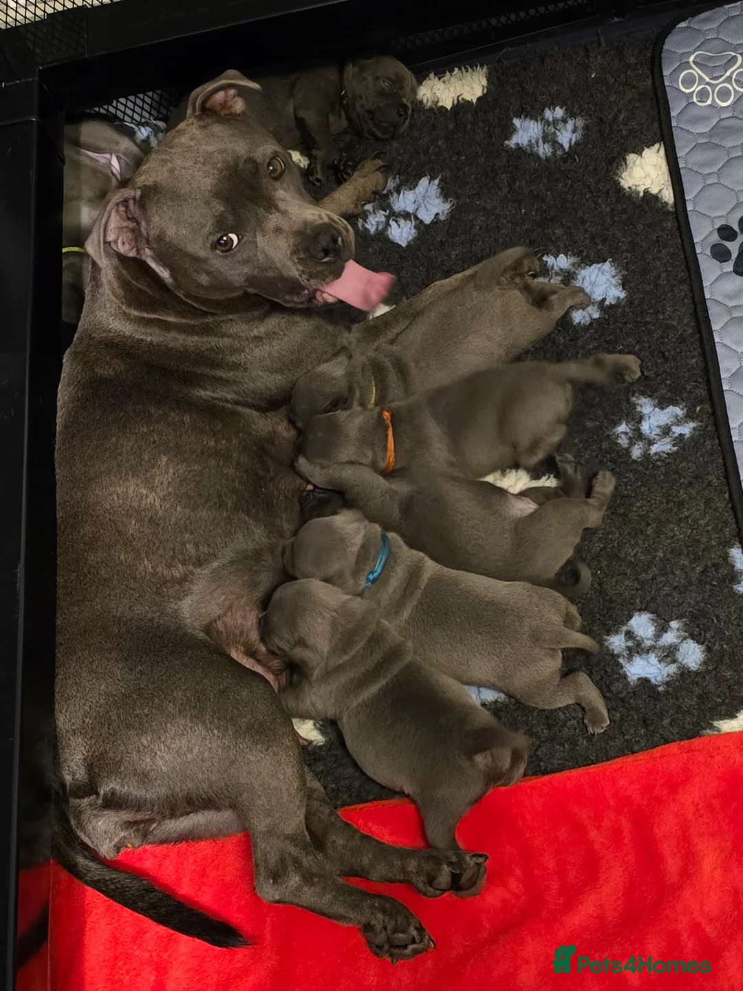Staffordshire Bull Terrier dogs for sale: Blue Staffy Puppies 💓 - Advert 1