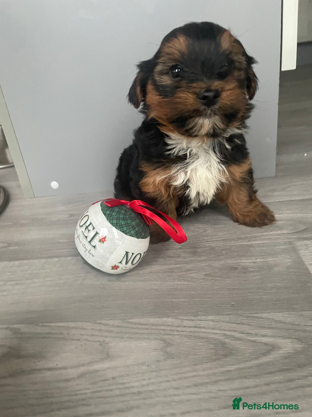 Yorkshire Terrier dogs for sale: Yorkshire terrier puppy in Taunton - Advert 2