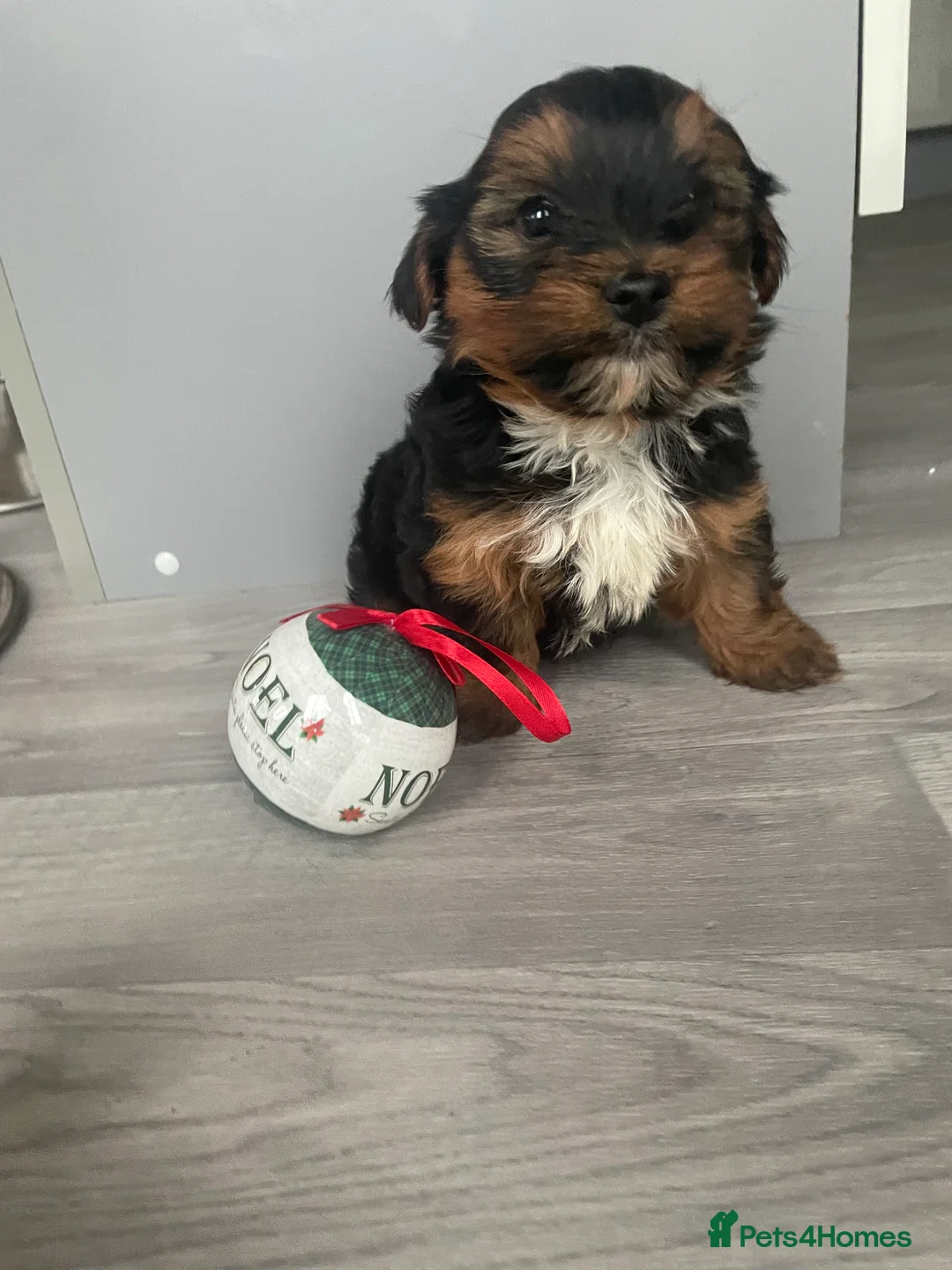 Yorkshire Terrier dogs for sale: Yorkshire terrier puppy in Taunton - Advert 2