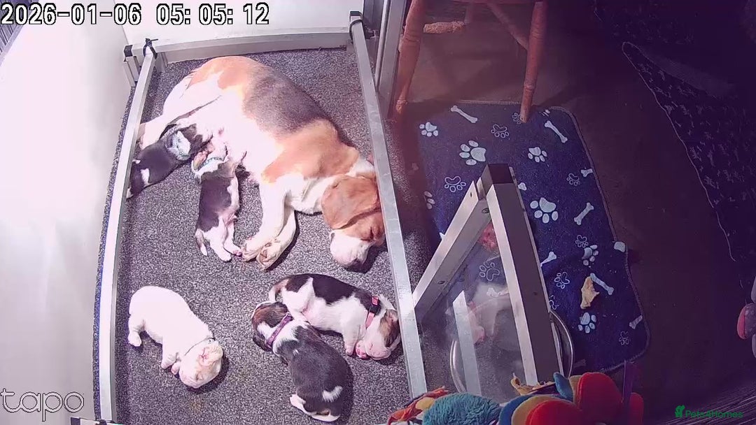 Beagle dogs for sale: Kennel Club Reg Beagle pups tri male, t/w bitch  - Advert 4