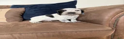 Cocker Spaniel dogs for sale: Beautiful cocker spaniel puppies  - Advert 8