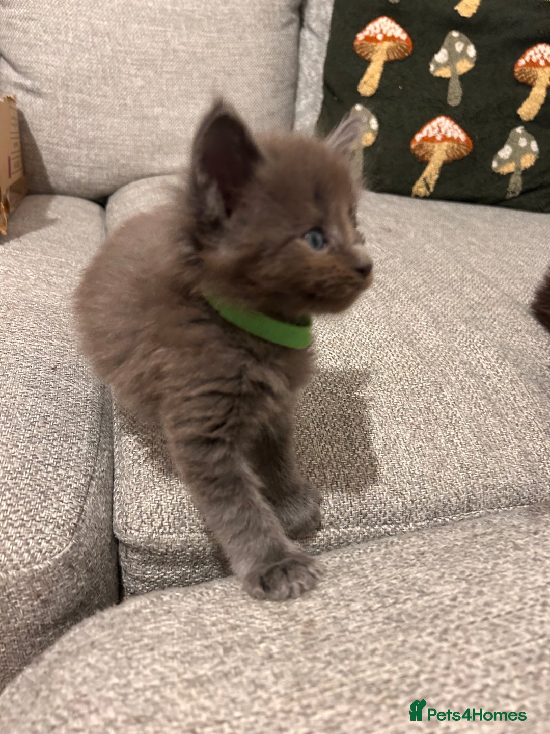 Maine Coon cats for sale: Halloween babies 🎃🐈‍⬛ 2 girls left - Advert 19