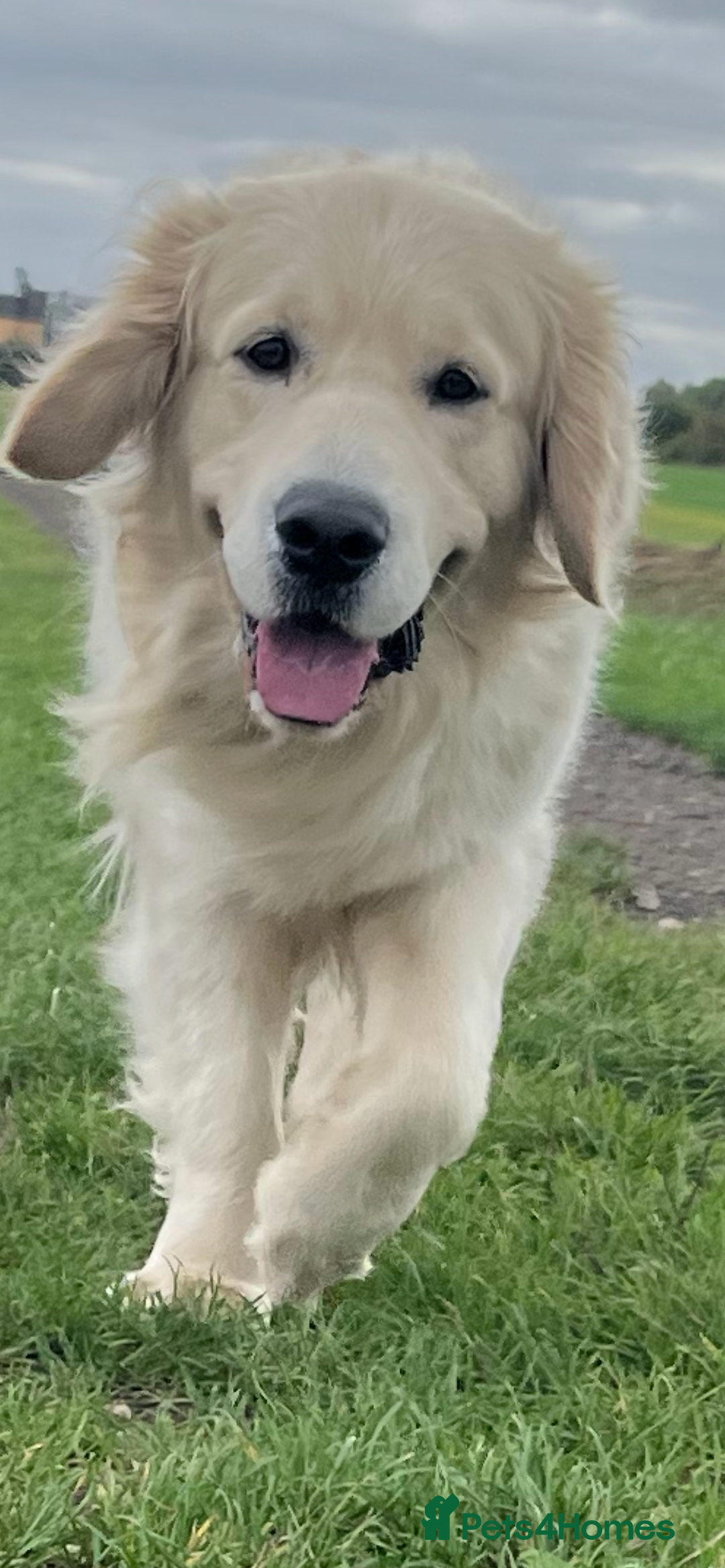 Golden Retriever dogs for stud: Handsome k.c Registered Golden retriever For Stud  in Knottingley - Advert 2