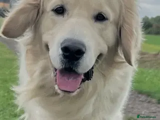 Golden Retriever dogs Handsome k.c Registered Golden retriever For Stud in Knottingley - Advert 23