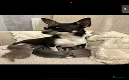 Chihuahua dogs for sale: One girl Chihuahua available  - Image 6
