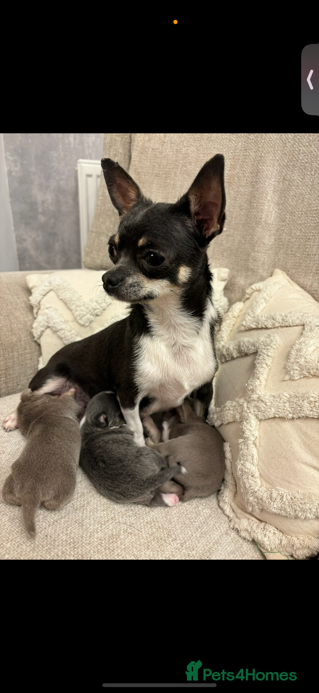 Chihuahua dogs for sale: One girl Chihuahua available  - Image 6