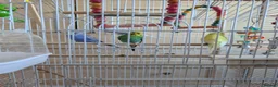 Budgerigars birds for sale: 4 Budgies and one large cage  in Manchester - Advert 3