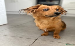 Miniature Dachshund dogs for stud: Miniature Dorkie For Stud - Image 2
