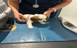 Cavalier King Charles Spaniel dogs for sale: Blenheim cavalier King Charles puppies - Image 20