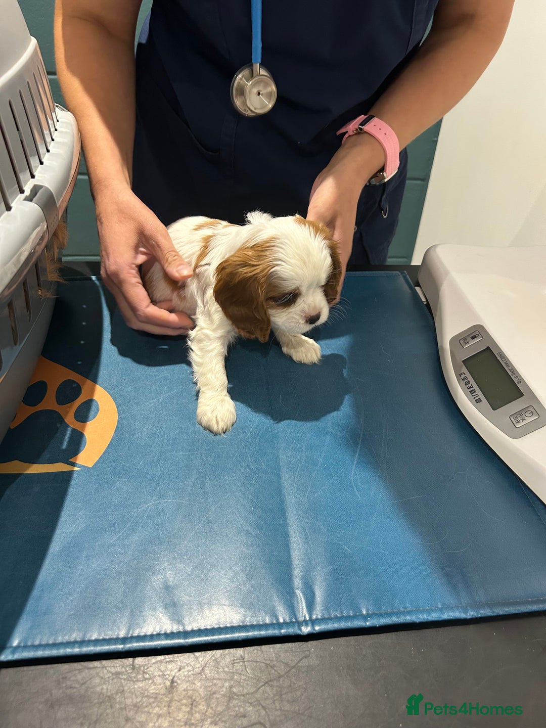 Cavalier King Charles Spaniel dogs for sale: Blenheim cavalier King Charles puppies - Image 20