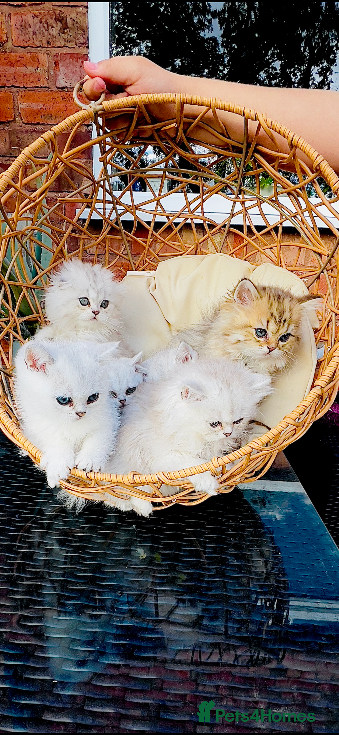 Scottish Fold cats for sale: 💞Beautiful Scottish Fold and Straight kittens🐾 - Image 29