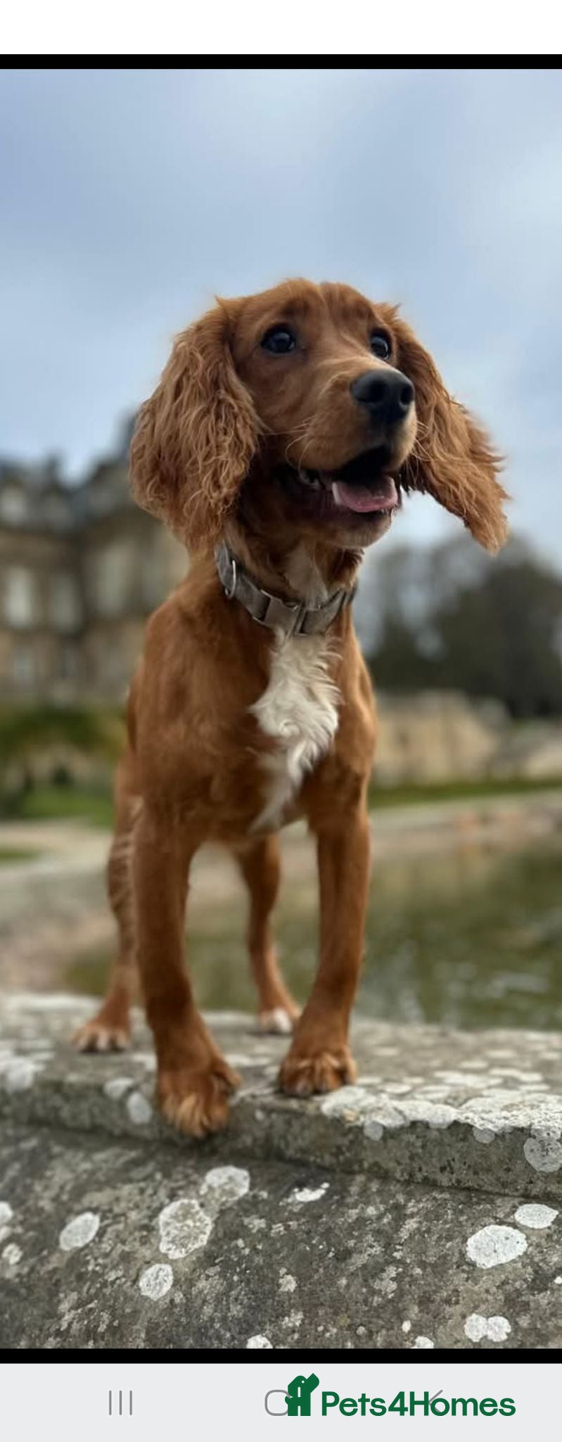 Cocker Spaniel dogs 10 month old working red cocker spaniel - Advert 3