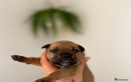 Staffordshire Bull Terrier dogs for sale: Red Staffordshire bull terrier puppies  - Image 6