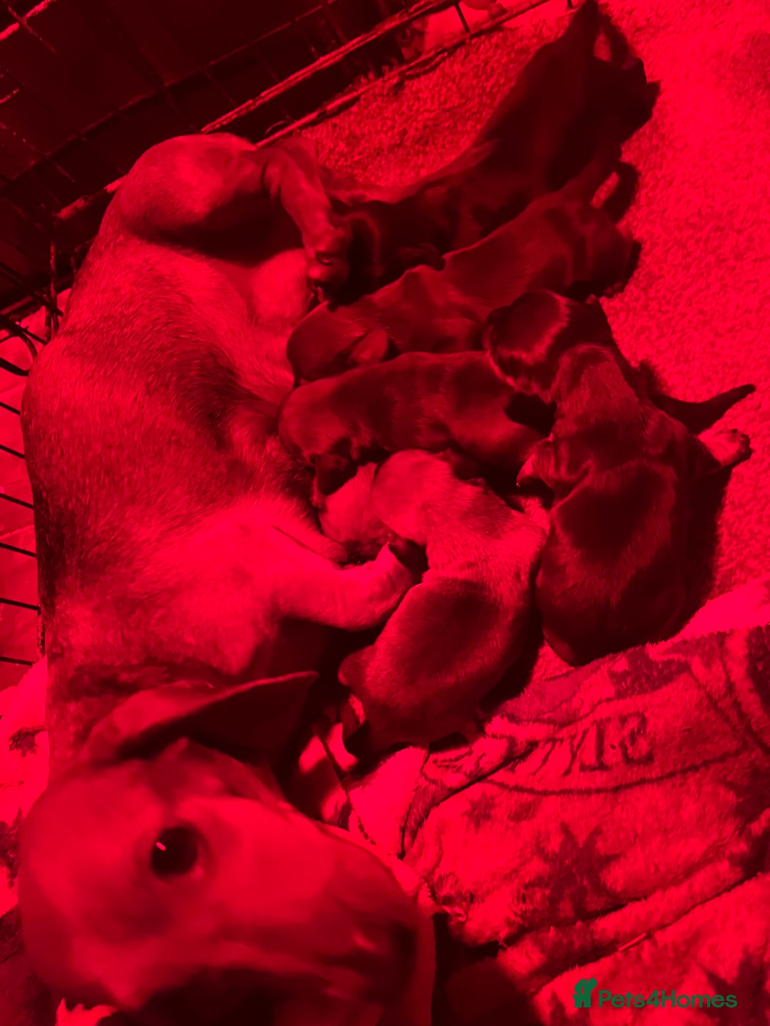 Dachshund dogs for sale: Dachshunds puppies  - Advert 2