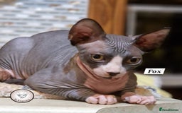 Sphynx cats for sale: Canadian Sphynx beautiful kittens 😸  in Aldershot - Image 4