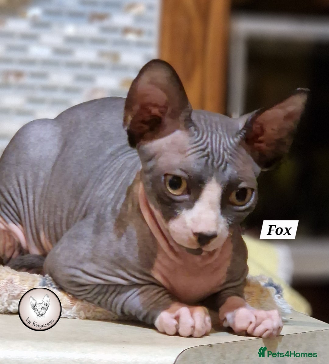 Sphynx cats for sale: Canadian Sphynx beautiful kittens 😸  in Aldershot - Image 4