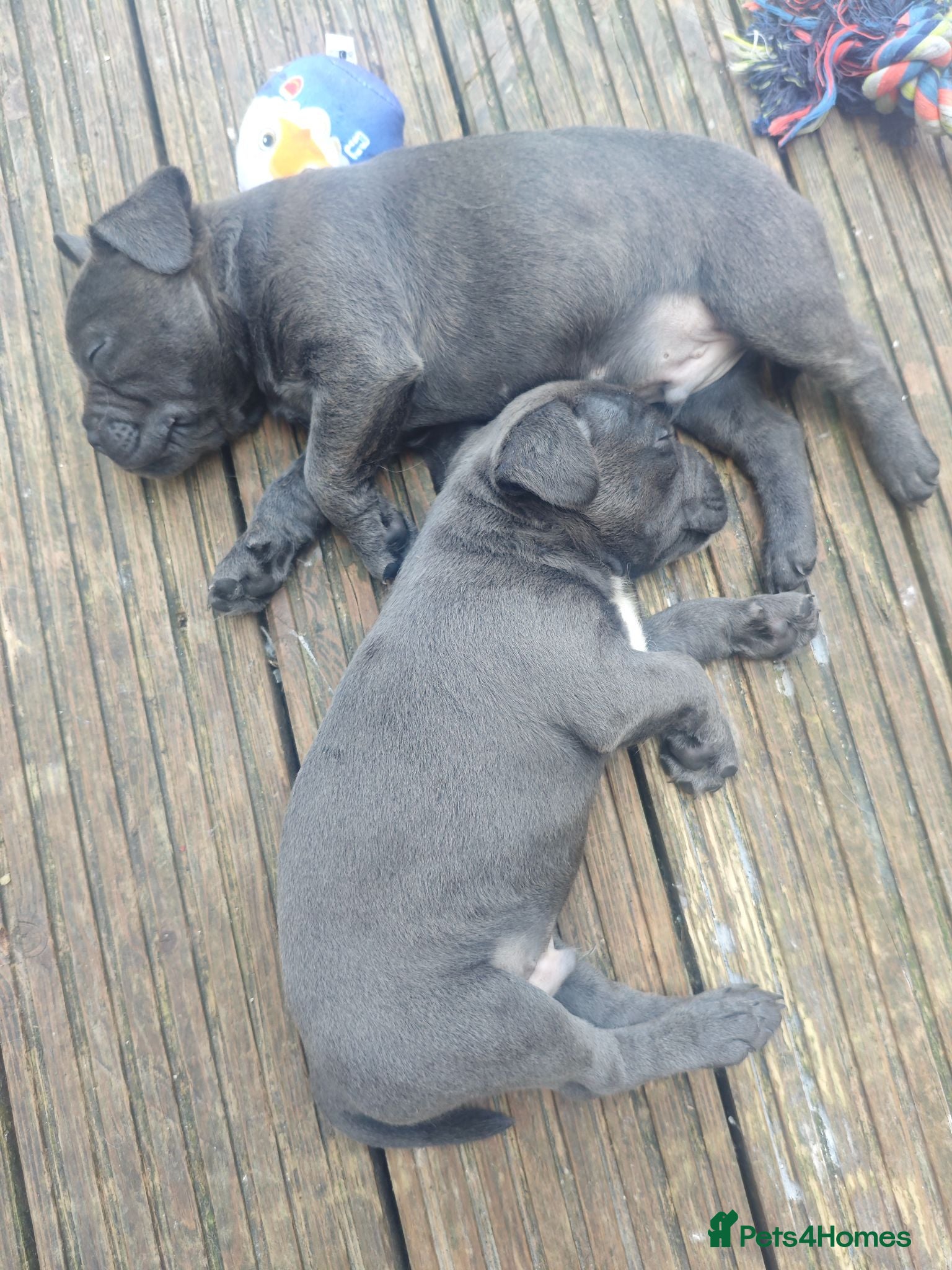 Mixed Breed dogs Frenchie X staff ready today last boy left  - Advert 5