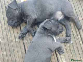Mixed Breed dogs Frenchie X staff ready today last boy left - Advert 1