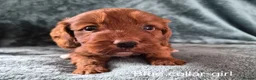 Cockapoo dogs for sale: Cockapoo puppies - Advert 14