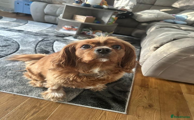 Cavalier King Charles Spaniel dogs - Advert 1