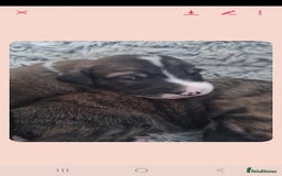 Mixed Breed dogs for sale: Saluki/greyhound puppies  - Image 3