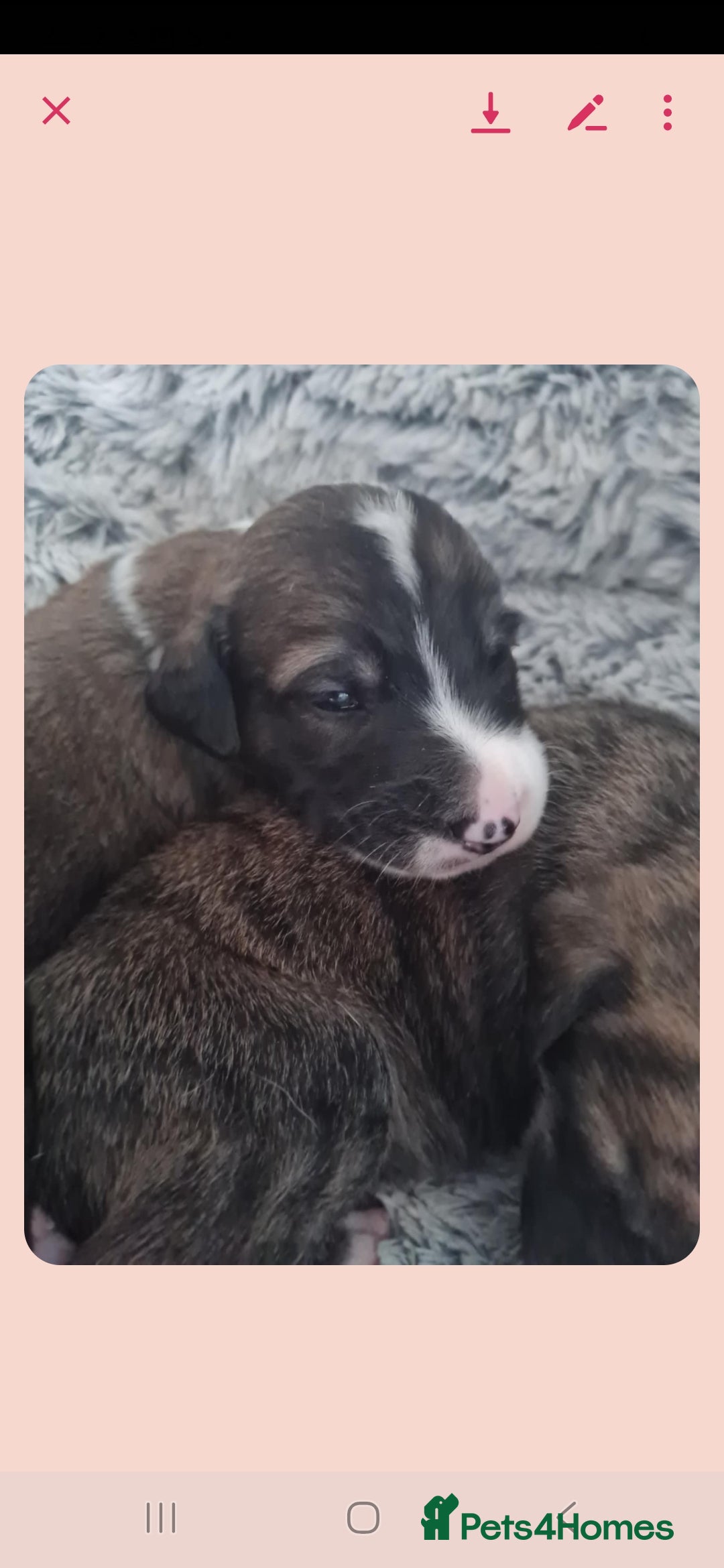 Mixed Breed dogs for sale: Saluki/greyhound puppies  - Image 3