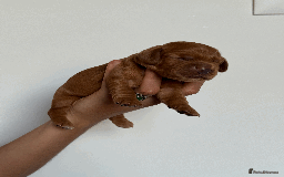 Cocker Spaniel dogs for sale: Pedigree Cocker Spaniel Puppies  - Image 11