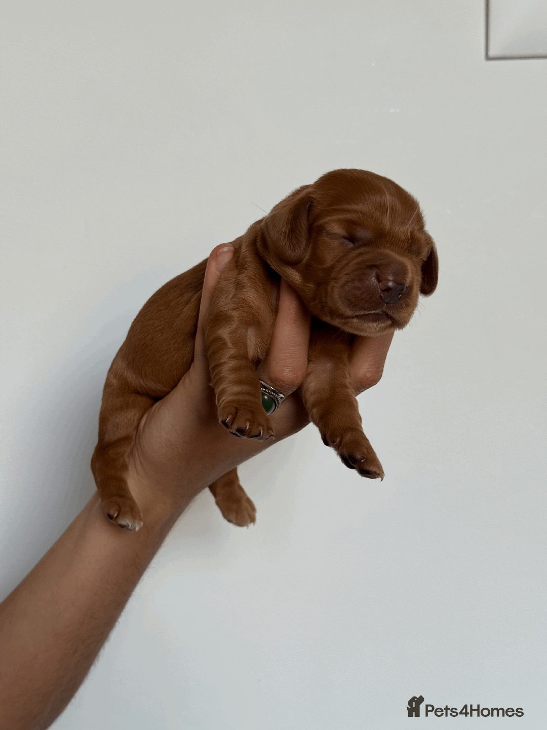 Cocker Spaniel dogs for sale: Pedigree Cocker Spaniel Puppies  - Image 11