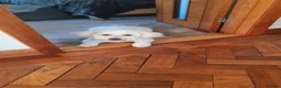 Bichon Frise dogs for stud: Charlie for stud not for sale  - Advert 1