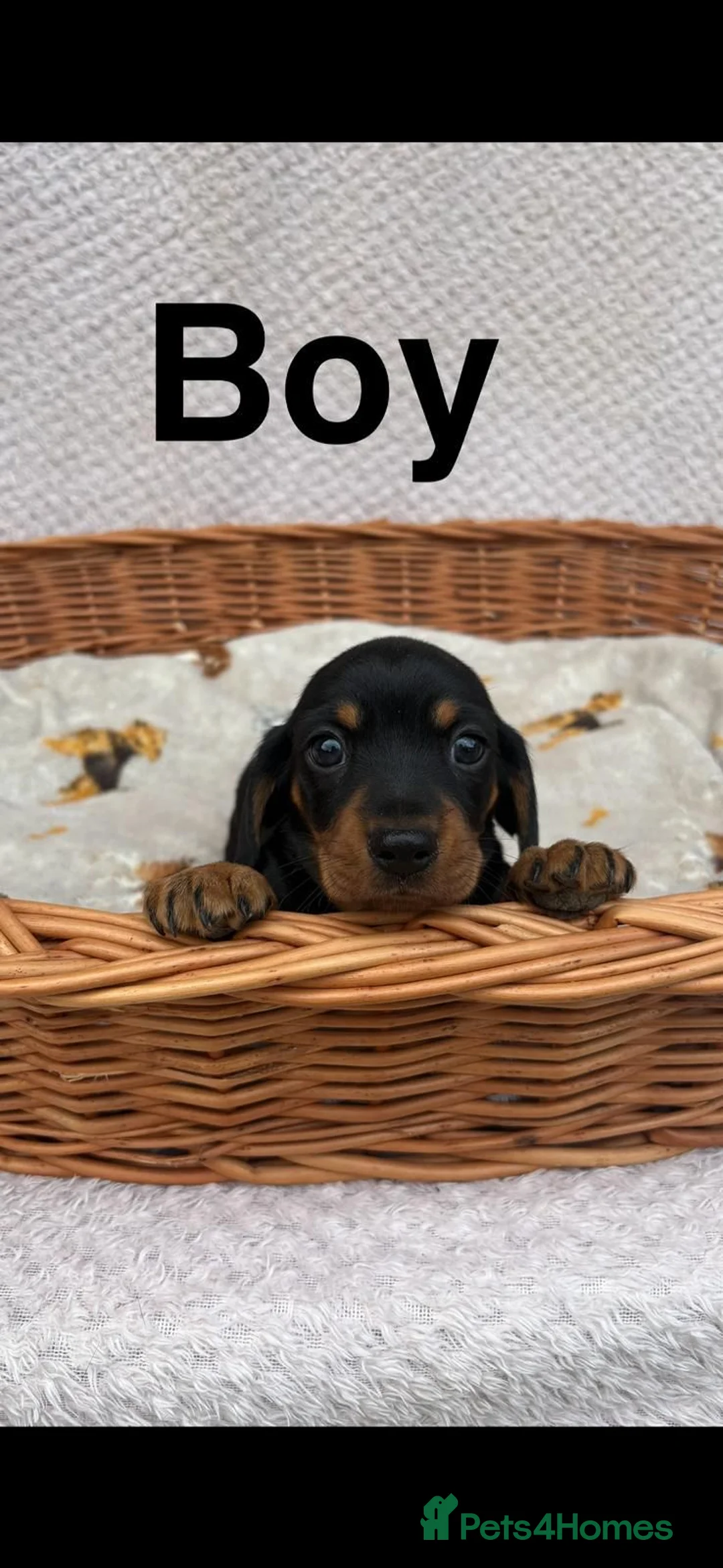 Miniature Dachshund dogs for sale: Miniature dachshund puppys  - Advert 2