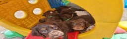 Cocker Spaniel dogs for sale: Working cocker pups - Advert 4