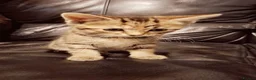 Mixed Breed cats for sale: Female kittens for sale  - Advert 4