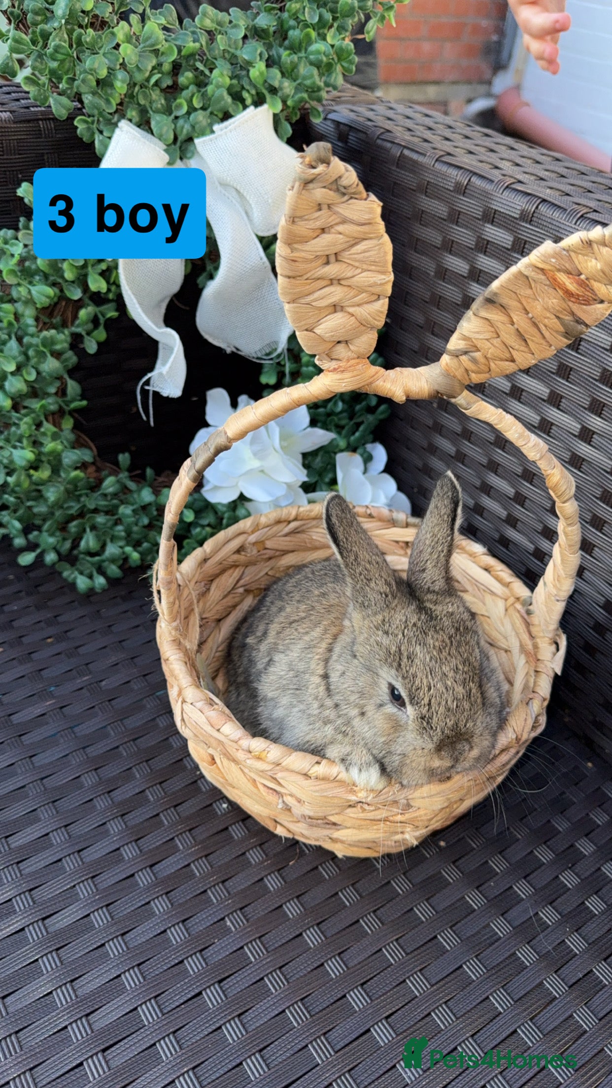 Mini Lion Lop rabbits 3 baby rabbits looking for their forever home - Advert 12