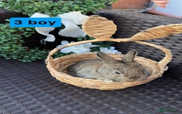 Mini Lion Lop rabbits for sale: 3 baby rabbits looking for their forever home - Image 1