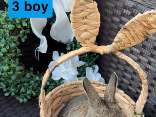 Mini Lion Lop rabbits - Advert 1