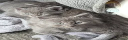 Mixed Breed cats for sale: 4 beautiful grey kittens 3 fluffy one smooth coat in Maidstone - Advert 10
