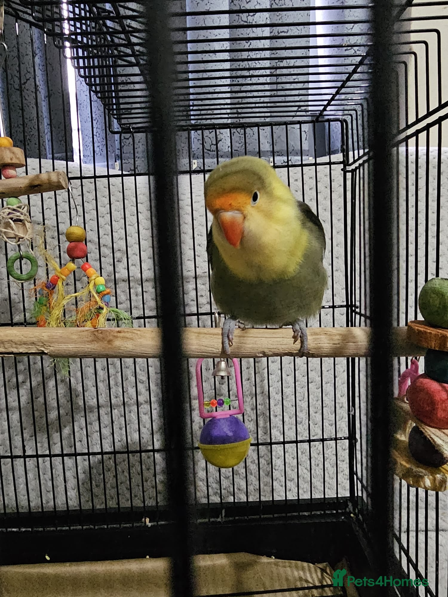 Lovebirds birds Lovebird - Advert 1