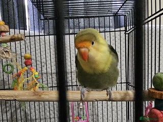 Lovebirds birds Lovebird - Advert 3