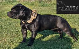Staffordshire Bull Terrier dogs for stud: Mr T Champion sired Stud Blue gene 🧬 - Image 8