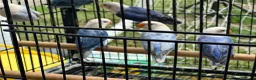 Lovebirds birds for sale: Lovebirds  in Manchester - Advert 6