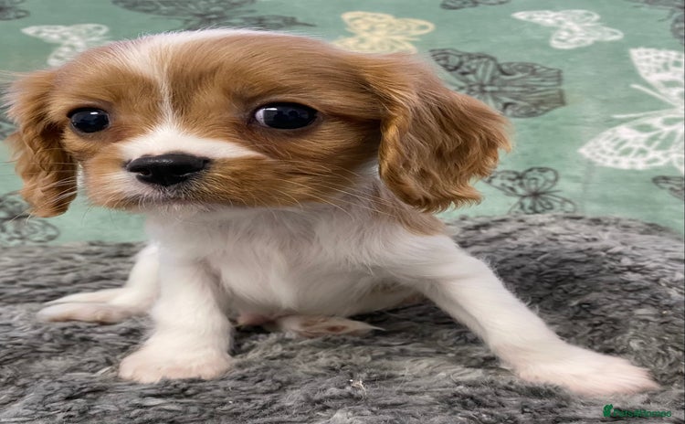 Cavalier King Charles Spaniel dogs - Advert 11