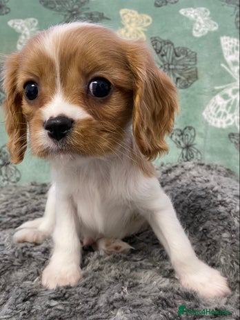 Cavalier King Charles Spaniel dogs - Advert 1