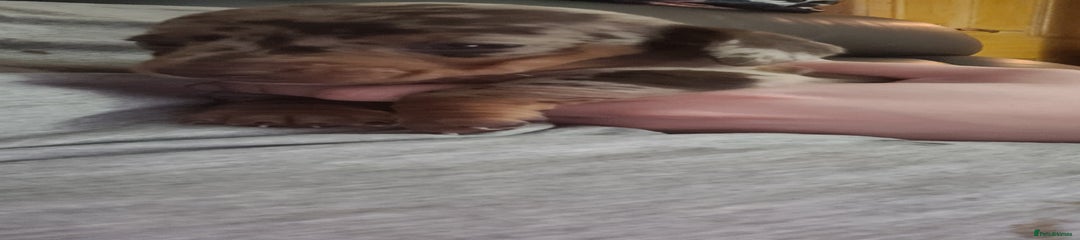 Miniature Dachshund Puppy 2