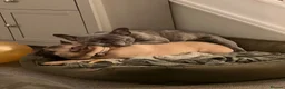 French Bulldog dogs for sale: 2 French Bulldogs to rehome  - Advert 2