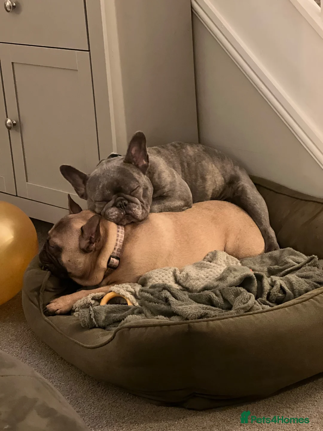 French Bulldog dogs for sale: 2 French Bulldogs to rehome  - Advert 2