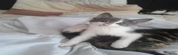 Mixed Breed cats for sale: 7 adorable kittens ready for a new home - Advert 23