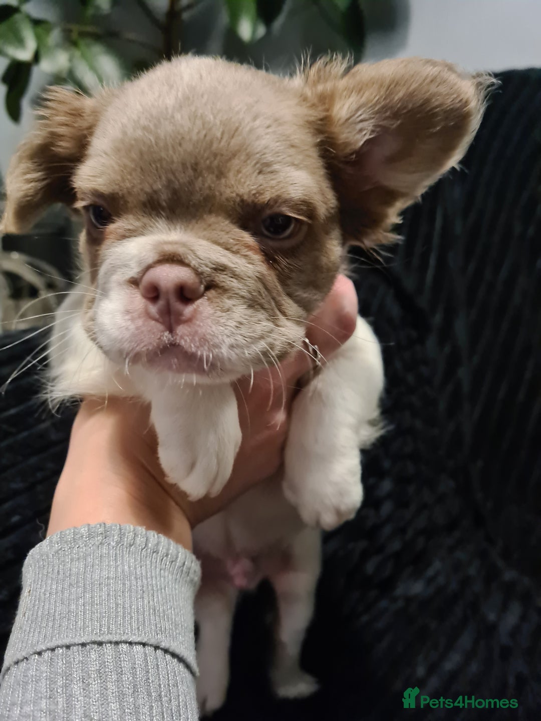 French Bulldog dogs for sale: 5 French bulldog puppies. Pied fluffy - Advert 17