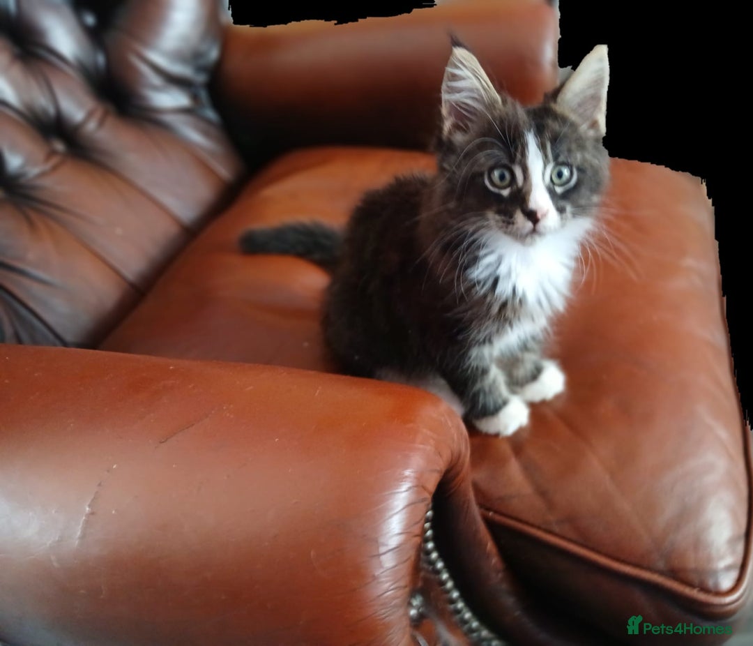 Maine Coon cats for sale: One maincoone boy  - Image 3