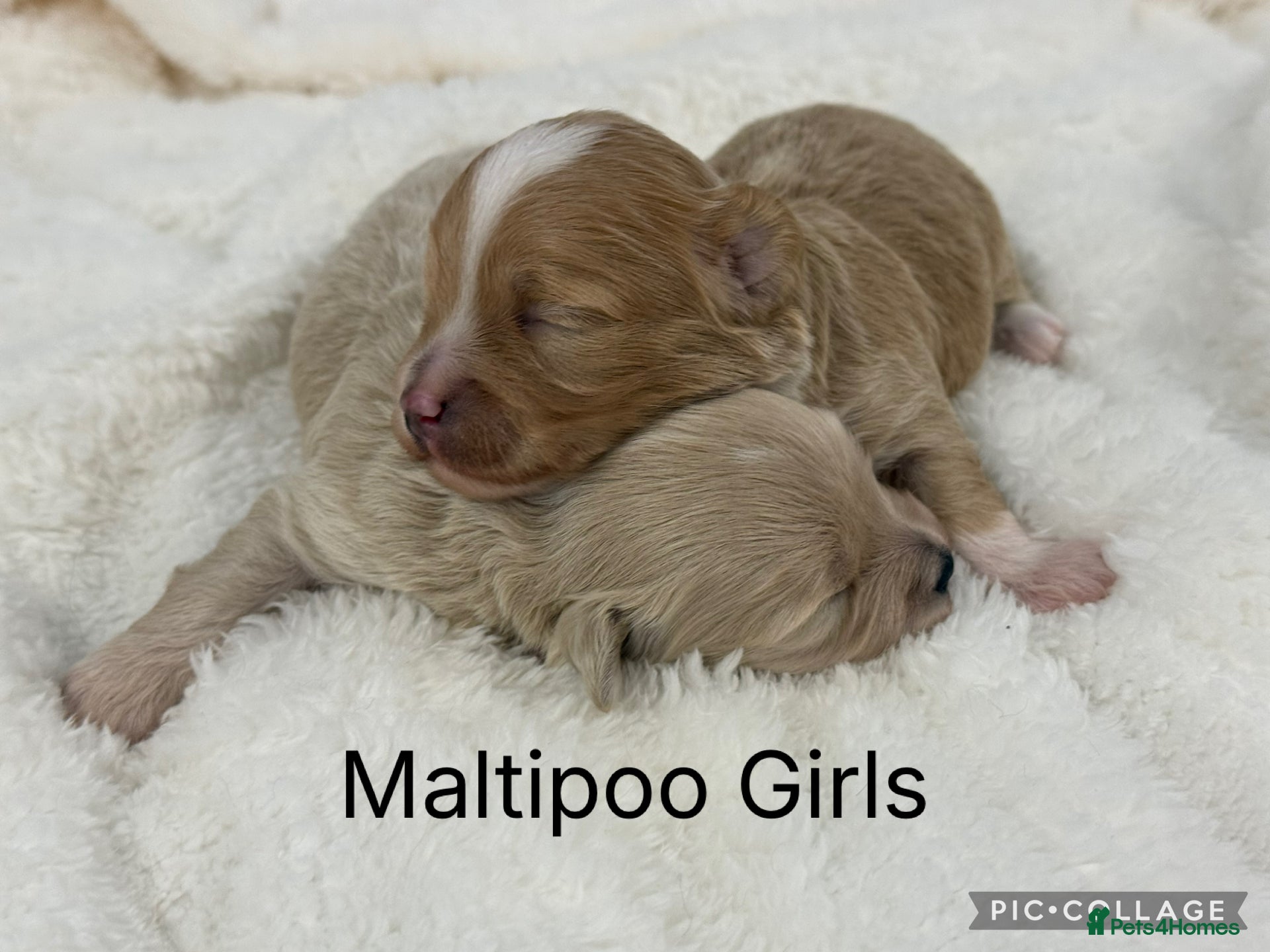 Maltipoo dogs Teddy Bear F1 Maltipoo - Advert 14