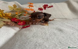 Miniature Dachshund dogs for sale: Beautiful chocolate and tan miniature dachshund  - Image 6